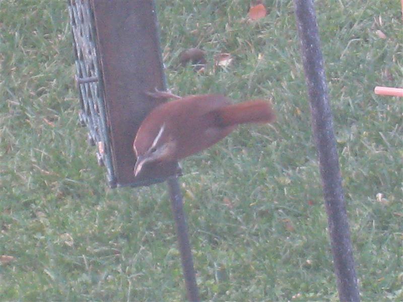  WREN, Carolina 